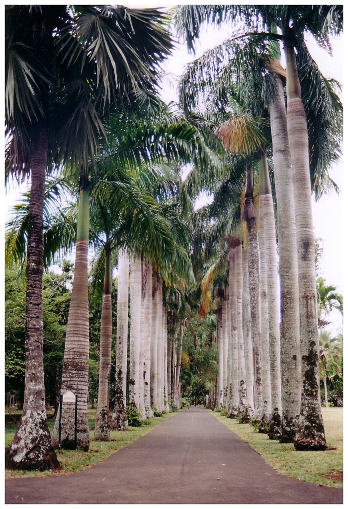 01 - Ile Maurice (9).jpg